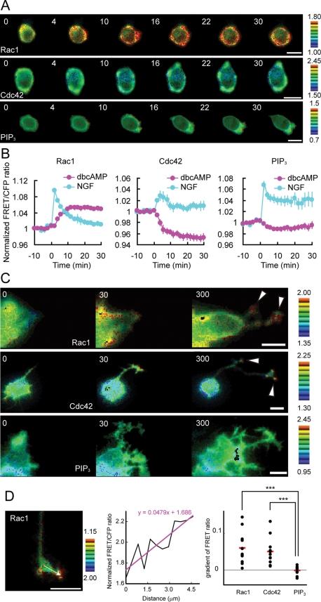 https://cdn.ncbi.nlm.nih.gov/pmc/blobs/cc83/3093328/c1cf501bb745/1780fig1.jpg