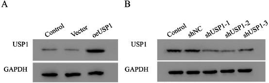 https://cdn.ncbi.nlm.nih.gov/pmc/blobs/cc84/9716302/daf5f3d8fceb/JMNI-22-536-g003.jpg