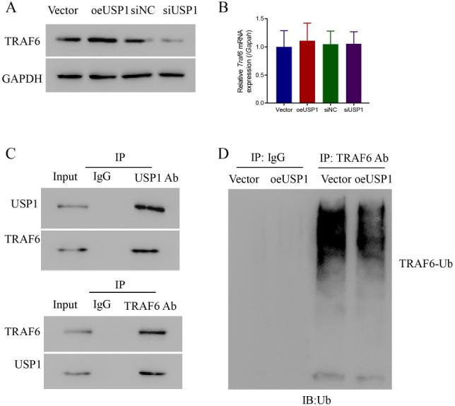 https://cdn.ncbi.nlm.nih.gov/pmc/blobs/cc84/9716302/eda8d1f8f182/JMNI-22-536-g006.jpg
