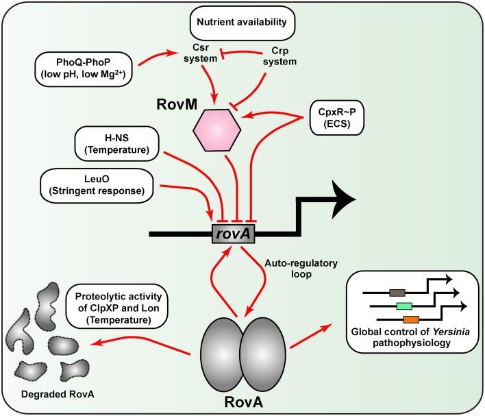 https://cdn.ncbi.nlm.nih.gov/pmc/blobs/cc85/4773443/485a8495df90/fcimb-06-00025-g0003.jpg