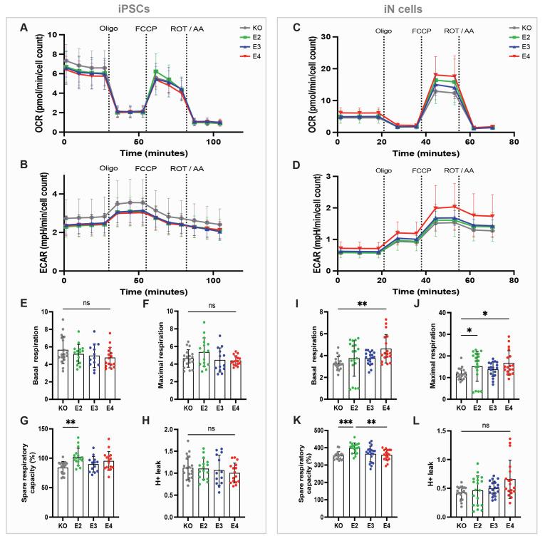 https://cdn.ncbi.nlm.nih.gov/pmc/blobs/cc8d/11274733/77a49da7bd88/cells-13-01207-g004.jpg