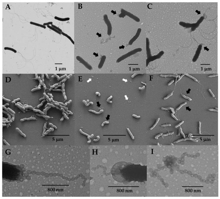 https://cdn.ncbi.nlm.nih.gov/pmc/blobs/cc8e/11394524/c7ce1627442d/cells-13-01438-g001.jpg