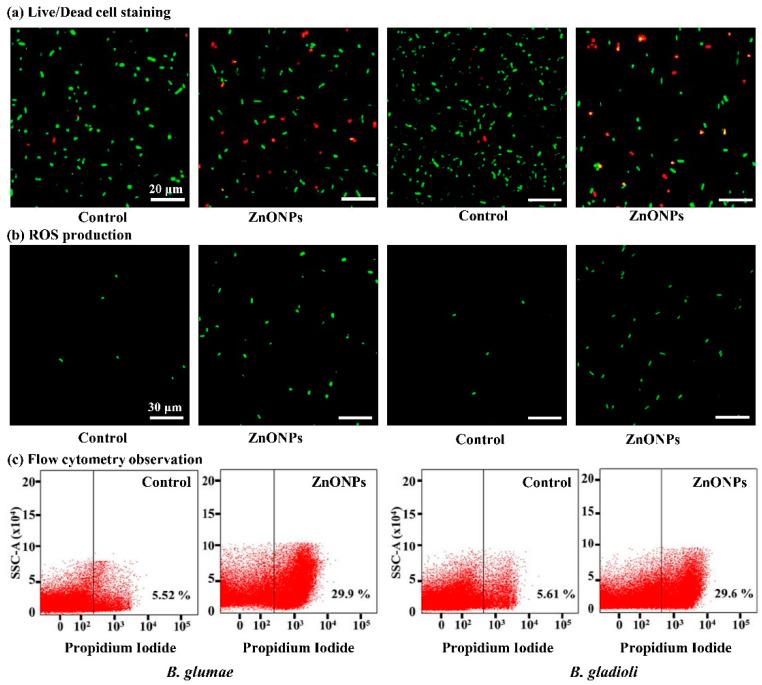 https://cdn.ncbi.nlm.nih.gov/pmc/blobs/cc94/8065826/d28fa7d21c00/nanomaterials-11-00884-g006.jpg