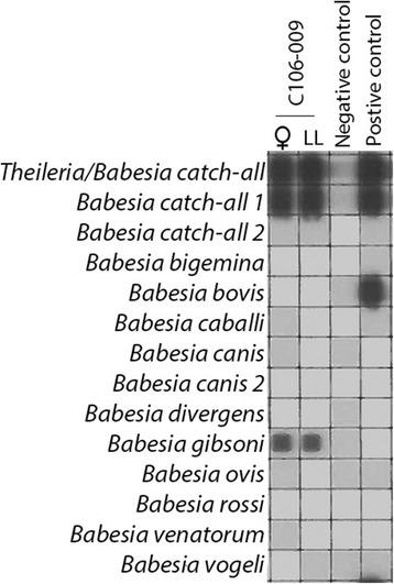 https://cdn.ncbi.nlm.nih.gov/pmc/blobs/cc98/5859485/0412fcfd80b5/13071_2018_2722_Fig2_HTML.jpg