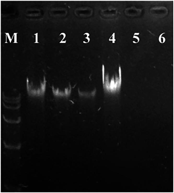 https://cdn.ncbi.nlm.nih.gov/pmc/blobs/cc9a/12078588/549d2d9cca7c/41538_2025_437_Fig8_HTML.jpg
