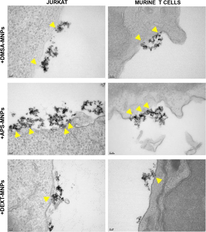 https://cdn.ncbi.nlm.nih.gov/pmc/blobs/cc9a/6341614/07fa374451cd/12951_2019_440_Fig4_HTML.jpg