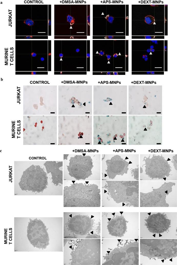 https://cdn.ncbi.nlm.nih.gov/pmc/blobs/cc9a/6341614/32a1554c7c2d/12951_2019_440_Fig3_HTML.jpg
