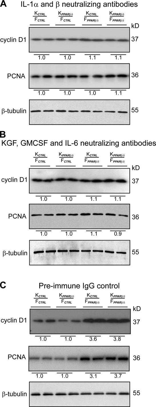 https://cdn.ncbi.nlm.nih.gov/pmc/blobs/cc9c/2699156/45743323d2c9/JCB_200809028_GS_Fig3.jpg