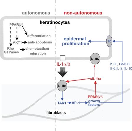 https://cdn.ncbi.nlm.nih.gov/pmc/blobs/cc9c/2699156/d113c03d83ad/JCB_200809028_RGB_Fig8.jpg