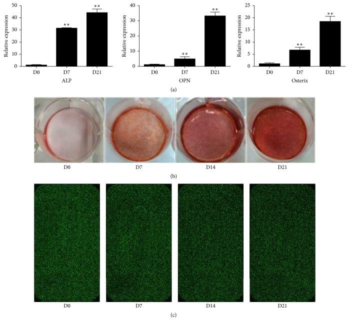 https://cdn.ncbi.nlm.nih.gov/pmc/blobs/cc9d/5425846/b6b5bd7c4284/BMRI2017-5045827.001.jpg