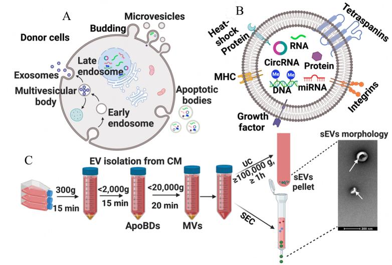 https://cdn.ncbi.nlm.nih.gov/pmc/blobs/cca1/11648406/10e1f24498f7/evcna-4-2-218.fig.1.jpg