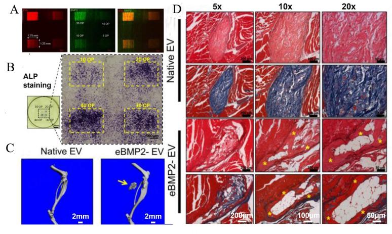 https://cdn.ncbi.nlm.nih.gov/pmc/blobs/cca1/11648406/15f6632ca0cf/evcna-4-2-218.fig.5.jpg