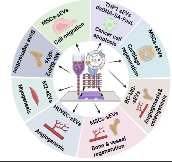 https://cdn.ncbi.nlm.nih.gov/pmc/blobs/cca1/11648406/5e5907937735/evcna-4-2-218.fig.7.jpg