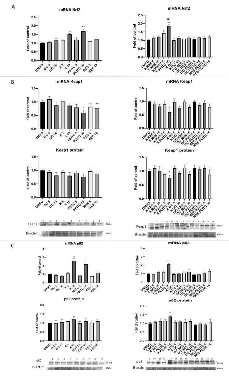 https://cdn.ncbi.nlm.nih.gov/pmc/blobs/cca4/8465864/7ec9c6794b52/nutrients-13-03000-g007.jpg