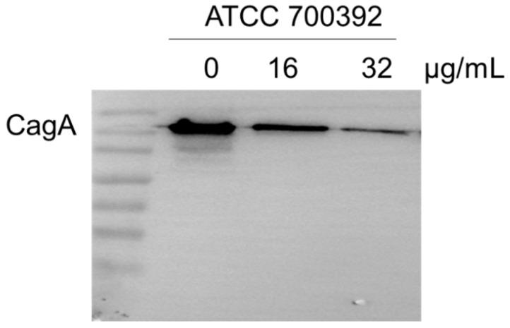 https://cdn.ncbi.nlm.nih.gov/pmc/blobs/ccab/10935070/0ad9fb5920ff/molecules-29-01161-g005.jpg