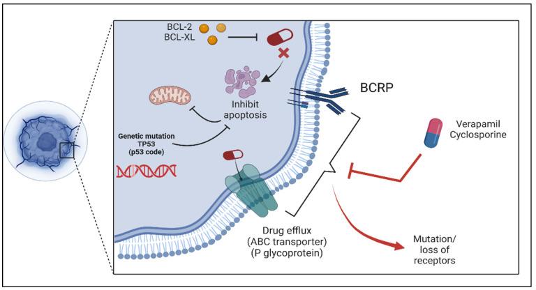 https://cdn.ncbi.nlm.nih.gov/pmc/blobs/ccab/12108606/cb2cb092fe9b/biology-14-00497-g002.jpg