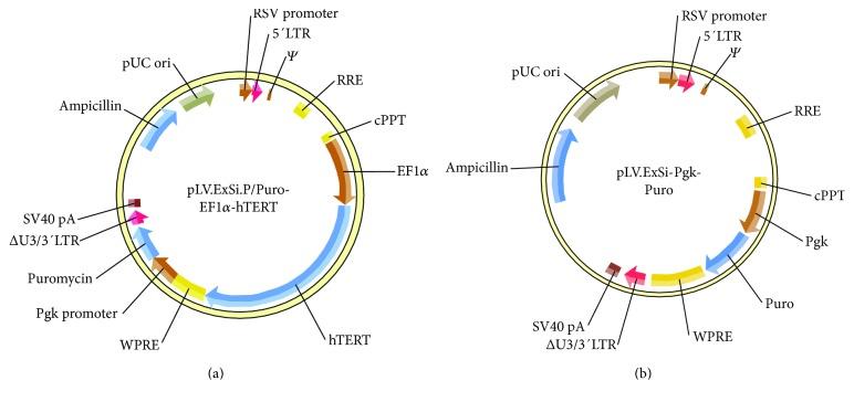 https://cdn.ncbi.nlm.nih.gov/pmc/blobs/ccac/5444038/0d73fd59071e/SCI2017-6082684.001.jpg