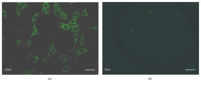 https://cdn.ncbi.nlm.nih.gov/pmc/blobs/ccac/5444038/92d896223634/SCI2017-6082684.006.jpg