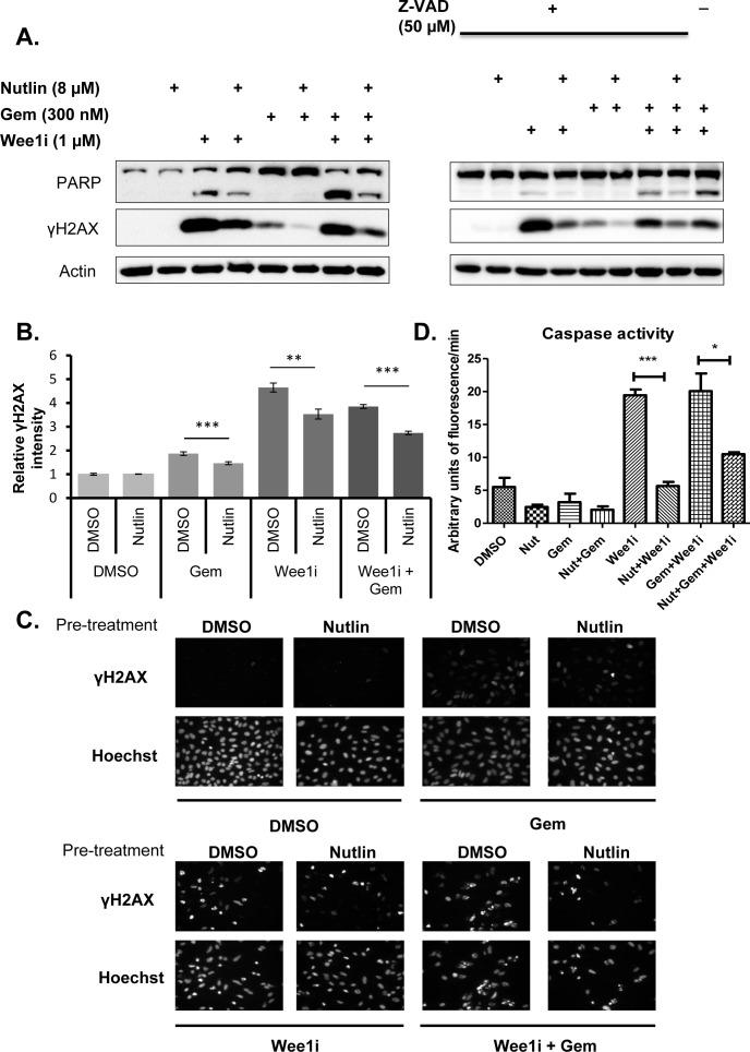 https://cdn.ncbi.nlm.nih.gov/pmc/blobs/ccae/4741697/ec66f15b8f66/oncotarget-06-32339-g002.jpg