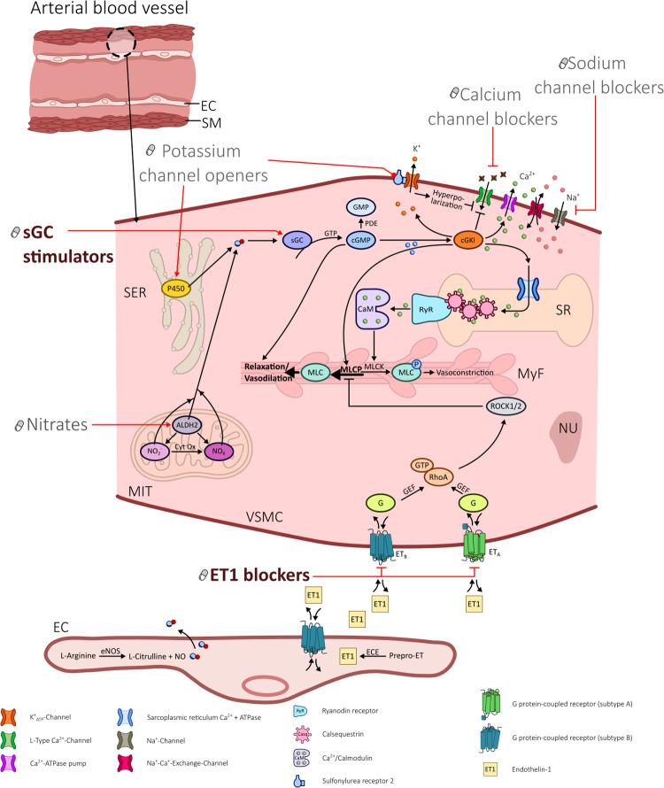https://cdn.ncbi.nlm.nih.gov/pmc/blobs/ccb1/10313125/cc24856c6101/fcvm-10-1156456-g001.jpg