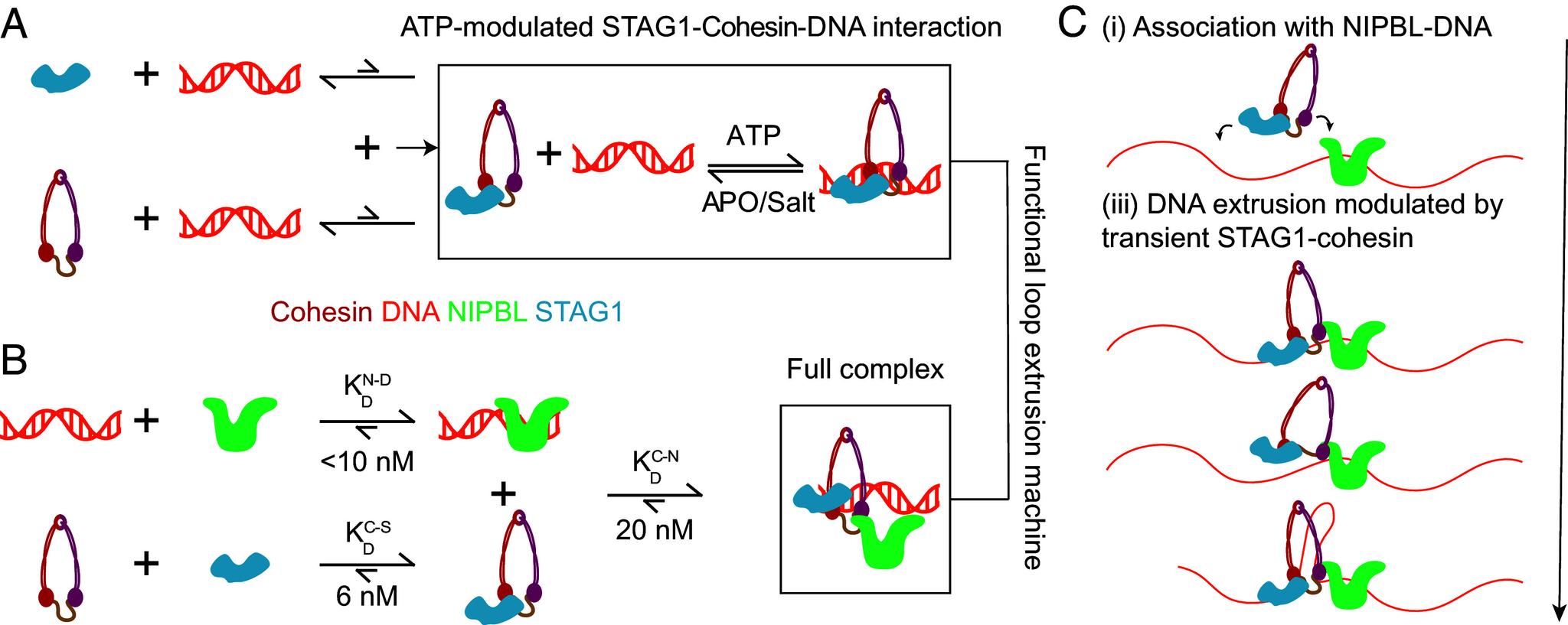 https://cdn.ncbi.nlm.nih.gov/pmc/blobs/ccb1/12358912/89274677d0f6/pnas.2514190122fig04.jpg