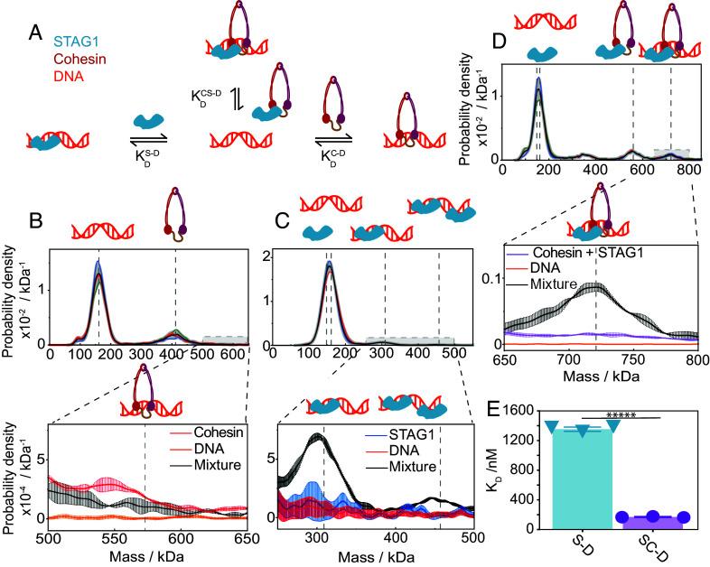 https://cdn.ncbi.nlm.nih.gov/pmc/blobs/ccb1/12358912/9cc456951e49/pnas.2514190122fig02.jpg