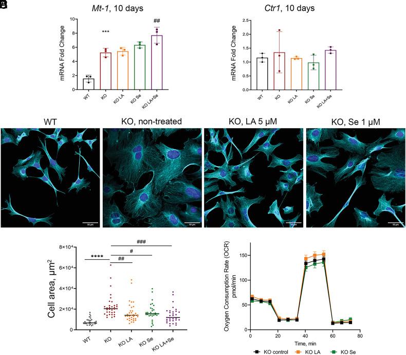 https://cdn.ncbi.nlm.nih.gov/pmc/blobs/ccb2/10556618/b6961016b6b4/pnas.2305961120fig06.jpg
