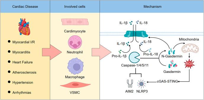 https://cdn.ncbi.nlm.nih.gov/pmc/blobs/ccb5/12358444/abb2a47dedca/fcvm-12-1629016-g003.jpg