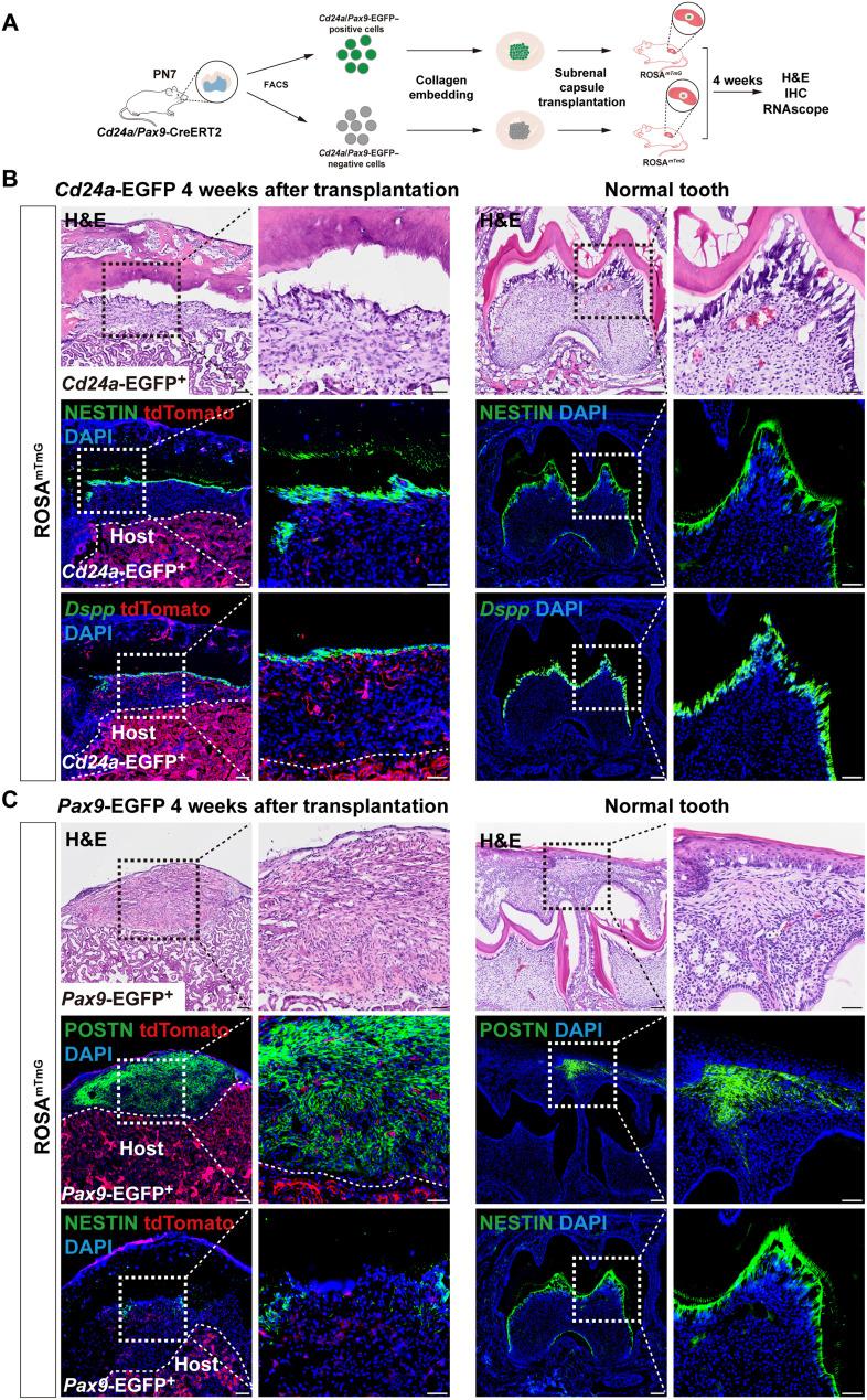 https://cdn.ncbi.nlm.nih.gov/pmc/blobs/ccb8/12143388/c0f114bd9743/sciadv.adu5653-f3.jpg
