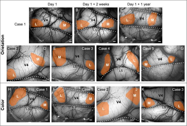 https://cdn.ncbi.nlm.nih.gov/pmc/blobs/ccbd/9848390/2366bd4835e3/elife-81794-fig5-figsupp1.jpg