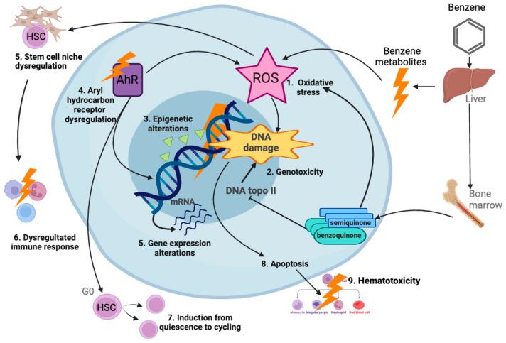 https://cdn.ncbi.nlm.nih.gov/pmc/blobs/ccbe/10970446/ece996eb1292/ijms-25-03284-g011.jpg