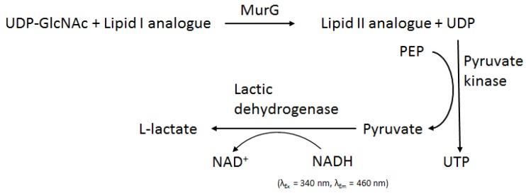 https://cdn.ncbi.nlm.nih.gov/pmc/blobs/ccc0/5039524/bd20ffcbe26b/antibiotics-05-00028-g008.jpg