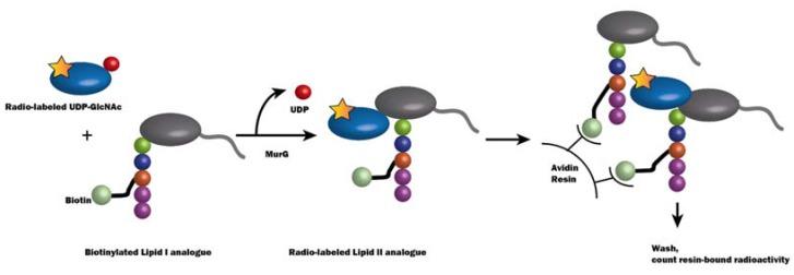 https://cdn.ncbi.nlm.nih.gov/pmc/blobs/ccc0/5039524/fec613a2c18e/antibiotics-05-00028-g007.jpg