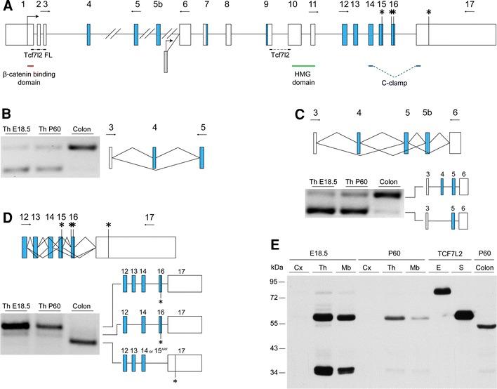 https://cdn.ncbi.nlm.nih.gov/pmc/blobs/ccc2/3825142/4b1f46ebf3ec/429_2012_474_Fig3_HTML.jpg