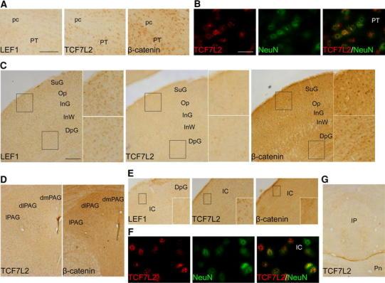 https://cdn.ncbi.nlm.nih.gov/pmc/blobs/ccc2/3825142/dd0aa006ae0d/429_2012_474_Fig7_HTML.jpg