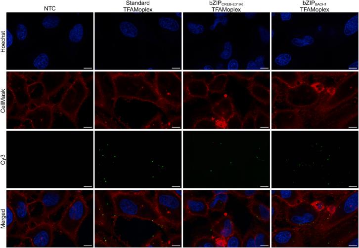 https://cdn.ncbi.nlm.nih.gov/pmc/blobs/ccc5/12018551/4f5dac5a71bc/gr4.jpg