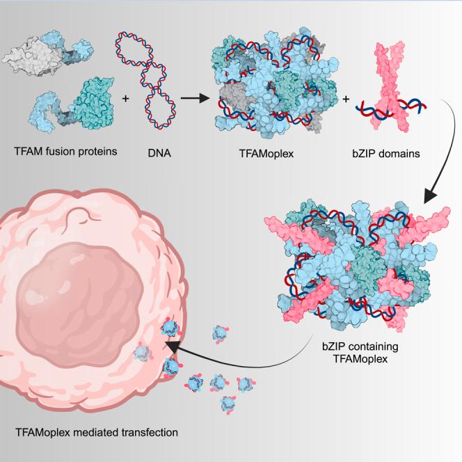 https://cdn.ncbi.nlm.nih.gov/pmc/blobs/ccc5/12018551/bb19eb15e650/fx1.jpg