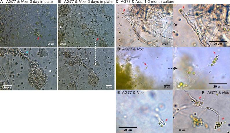 https://cdn.ncbi.nlm.nih.gov/pmc/blobs/ccc5/6634985/b23894103e1c/elife-47815-fig4-figsupp3.jpg