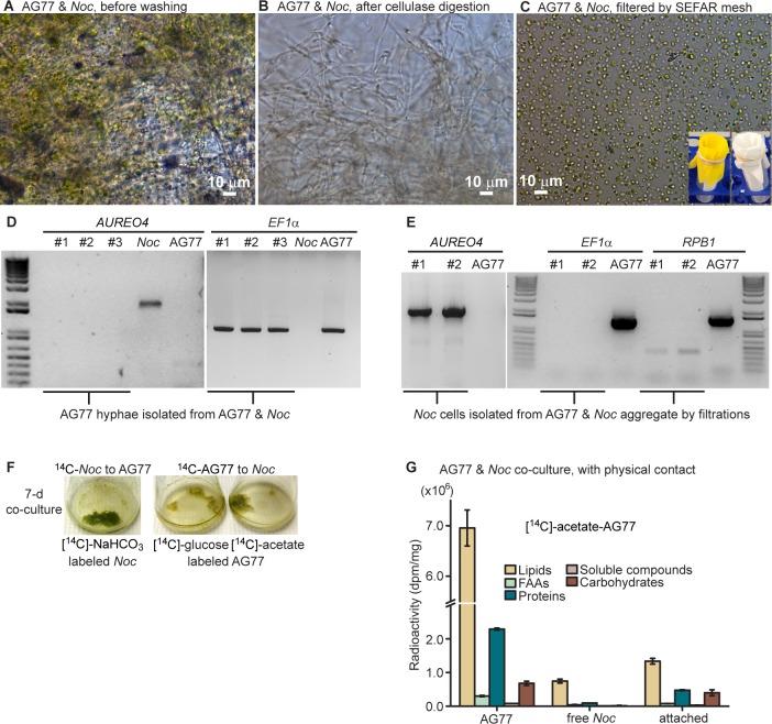 https://cdn.ncbi.nlm.nih.gov/pmc/blobs/ccc5/6634985/e0ec32e5f559/elife-47815-fig2-figsupp1.jpg