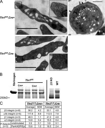 https://cdn.ncbi.nlm.nih.gov/pmc/blobs/cccb/2150986/3bcc1c24090d/jem2043103f05.jpg
