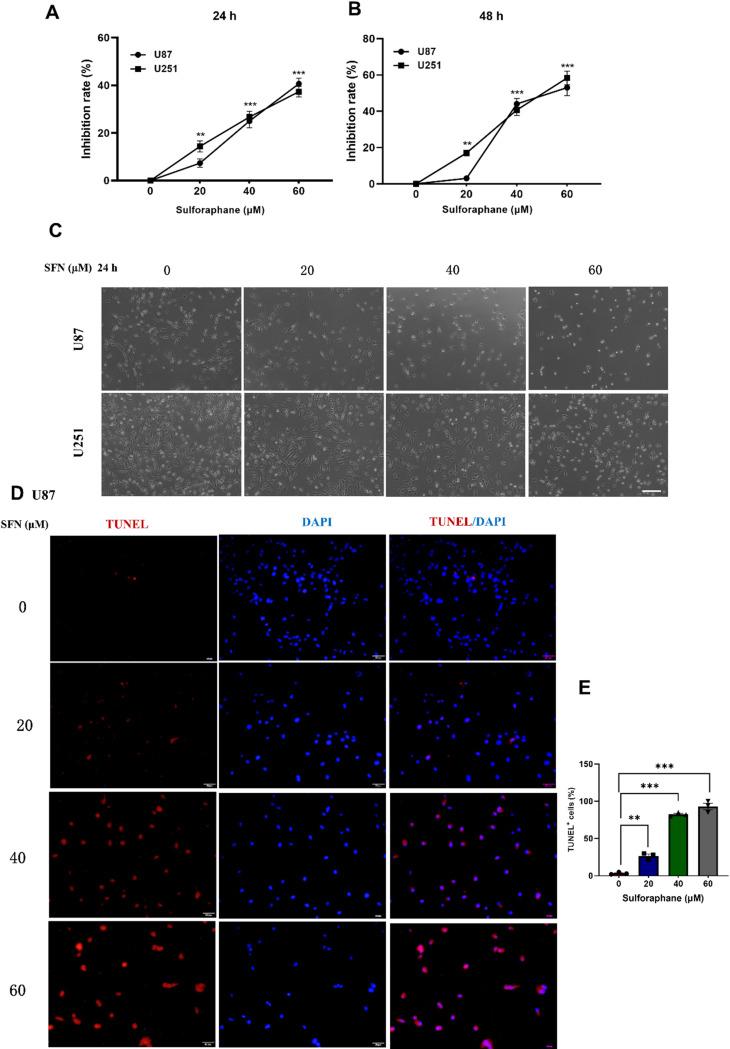 https://cdn.ncbi.nlm.nih.gov/pmc/blobs/cccc/12210932/ff3b64562fac/12885_2025_14378_Fig1_HTML.jpg