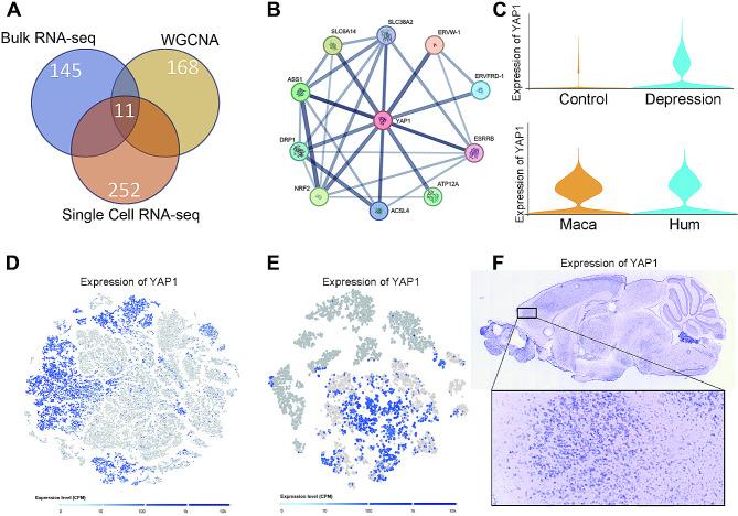 https://cdn.ncbi.nlm.nih.gov/pmc/blobs/cccd/11157917/df54a06373c1/12883_2024_3685_Fig6_HTML.jpg