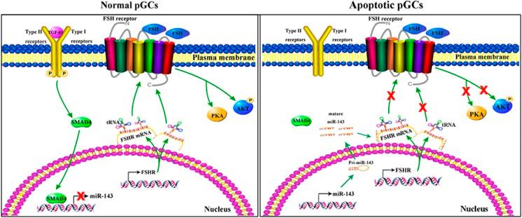 https://cdn.ncbi.nlm.nih.gov/pmc/blobs/ccd1/5260897/252a6266cdd7/cddis2016379f8.jpg