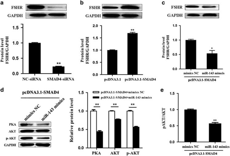 https://cdn.ncbi.nlm.nih.gov/pmc/blobs/ccd1/5260897/f145ee3a4f65/cddis2016379f6.jpg