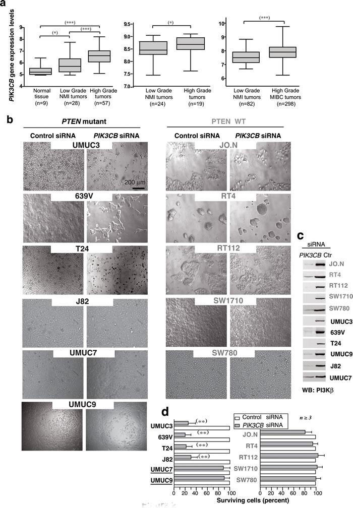https://cdn.ncbi.nlm.nih.gov/pmc/blobs/ccd3/5356644/3eb3c929371f/oncotarget-07-84054-g002.jpg