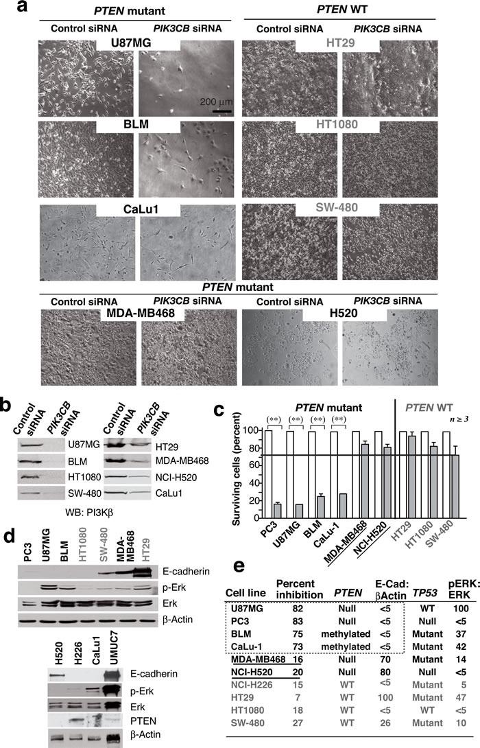 https://cdn.ncbi.nlm.nih.gov/pmc/blobs/ccd3/5356644/be79a2d29175/oncotarget-07-84054-g001.jpg