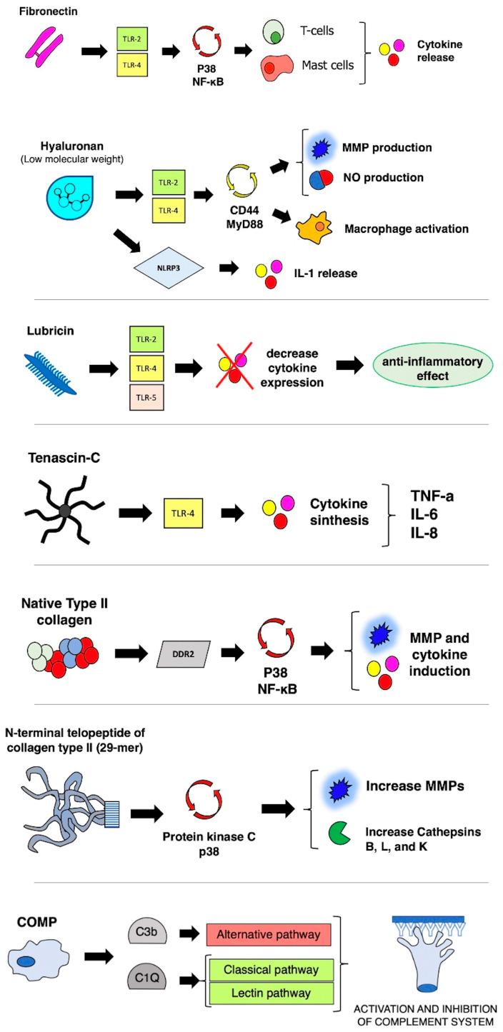 https://cdn.ncbi.nlm.nih.gov/pmc/blobs/ccd4/10094836/039dc21a3baf/ijms-24-06405-g002.jpg
