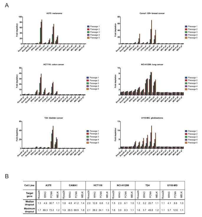 https://cdn.ncbi.nlm.nih.gov/pmc/blobs/ccd5/5365317/601cb12a865d/elife-24179-fig2-figsupp1.jpg