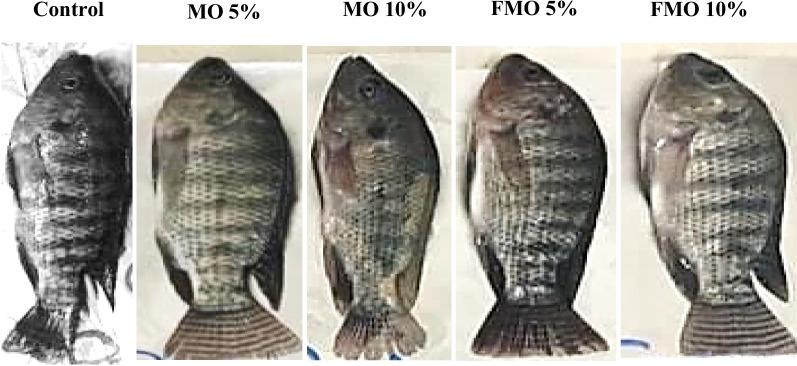 https://cdn.ncbi.nlm.nih.gov/pmc/blobs/ccd8/11129393/307cbf2f30b7/12917_2024_4070_Fig5_HTML.jpg