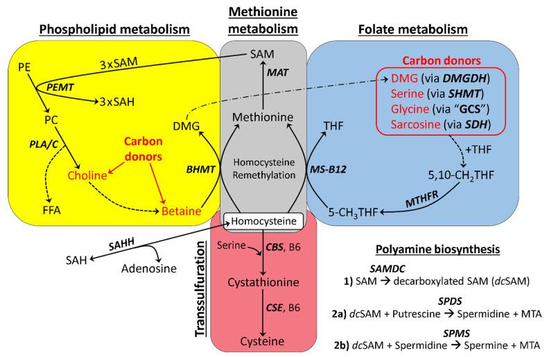 https://cdn.ncbi.nlm.nih.gov/pmc/blobs/ccd9/8471351/a41b3896e2da/molecules-26-05674-g001.jpg